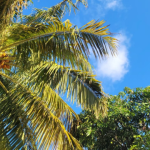 időjárás mauritiuson