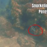 snorkel