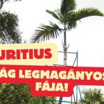 A világ legmagányosabb fája, Maurituson