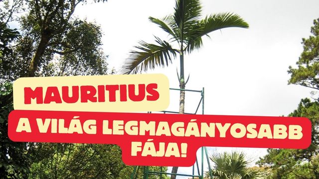 A világ legmagányosabb fája, Maurituson