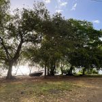 Palmar Beach Mauritius útikalauz: a keleti part nyugalma és helyi titkok