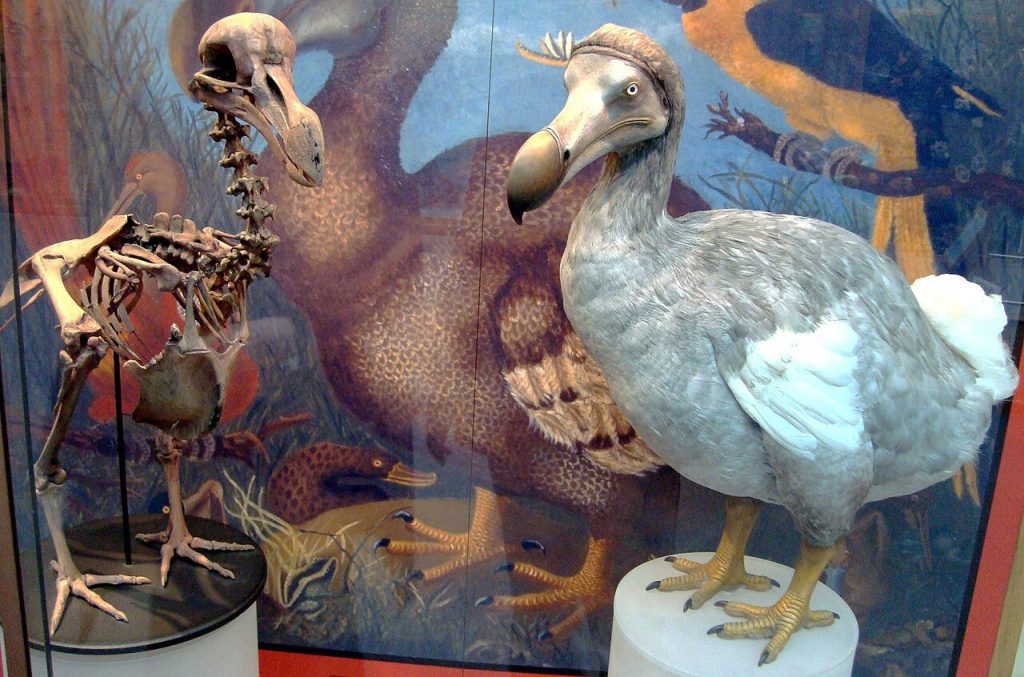 Megnyílt a Dodo Múzeum Pamplemousses-ben: életre kel Mauritius dodo-történelme!