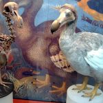 Megnyílt a Dodo Múzeum Pamplemousses-ben: életre kel Mauritius dodo-történelme!