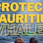 Mauritius delfin- és bálnales: új ellenőrző egység védi a turistákat és a vadvilágot