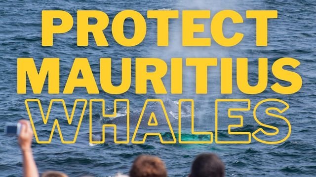 Mauritius delfin- és bálnales: új ellenőrző egység védi a turistákat és a vadvilágot